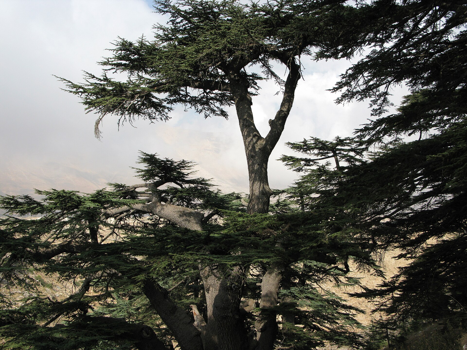 Rooted in Lebanon
